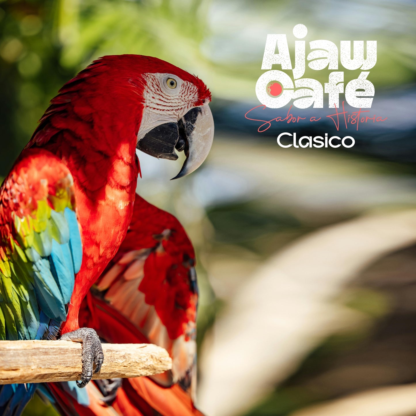 Ajaw  Clásico (16 Oz- 1 libra)